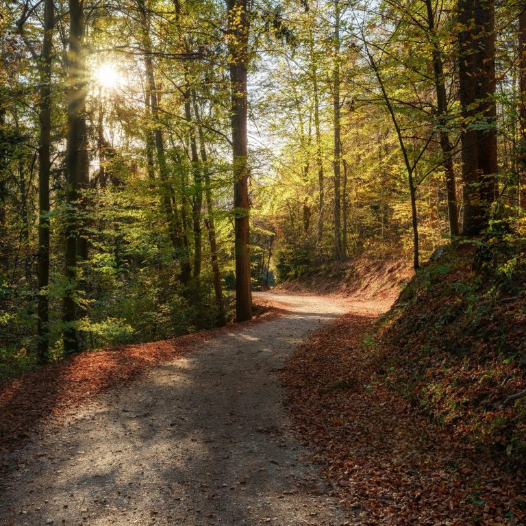 Sonniger Waldweg im Herbst (Symbolbild)