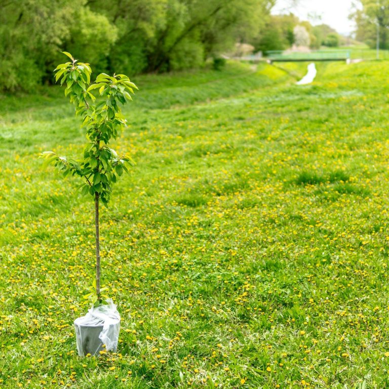 Junger Baum auf einer Wiese (Symbolbild)